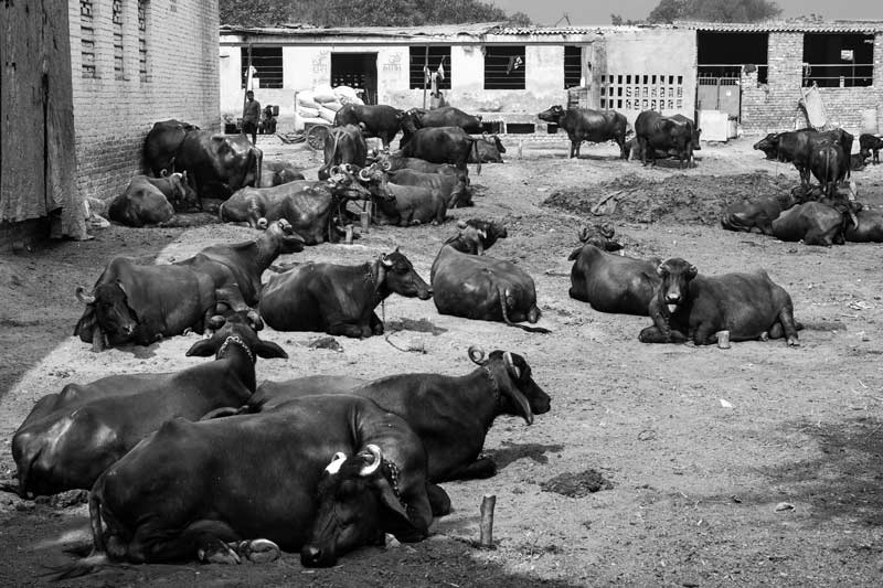 Dairy farm - an important source for contribution of untreated wastewater into stormwater drain - in South-West district, National Capital Territory of Delhi